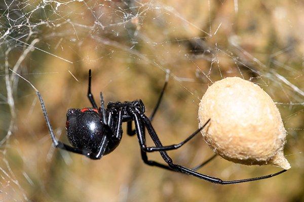 black widow spider hanging from web