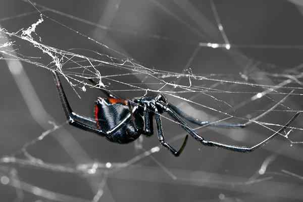 a black widow spider in her web