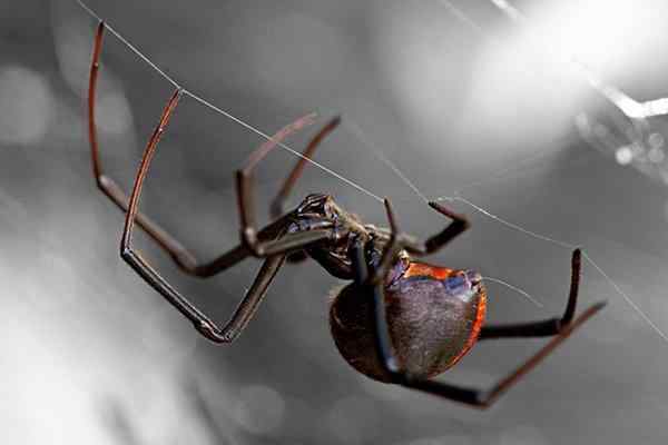a black widow spider hanging from a web