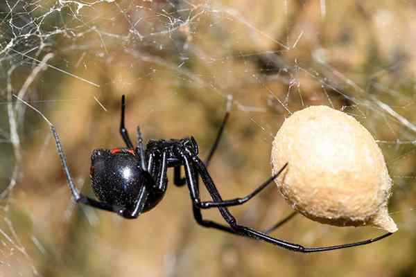 black widow spider crawling in web with eggs