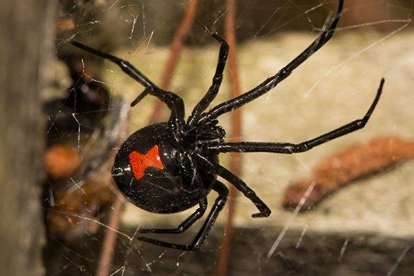 a black widow spider near a home