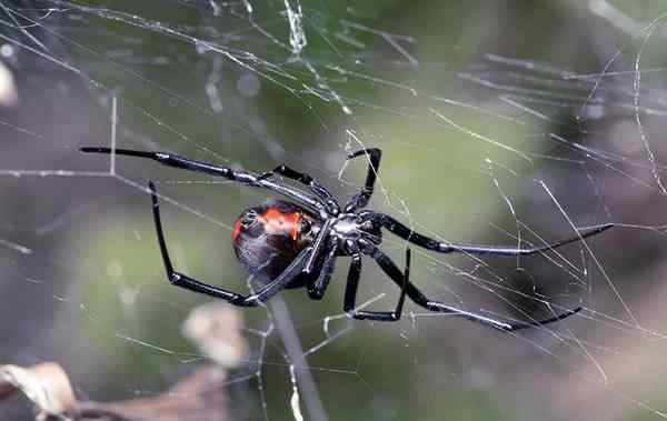 a black widow spider crawling on her web