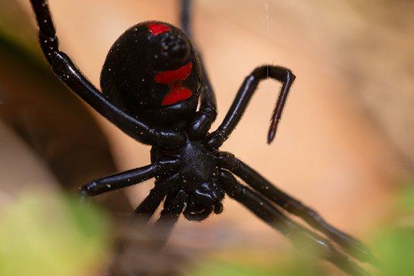 How to identify black widow spiders and avoid being bitten