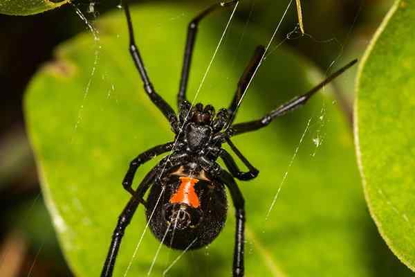 a black widow spider in a garden