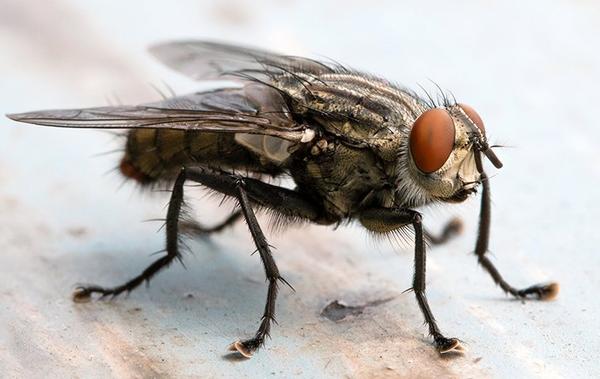 a blow fly on a kitchen counter