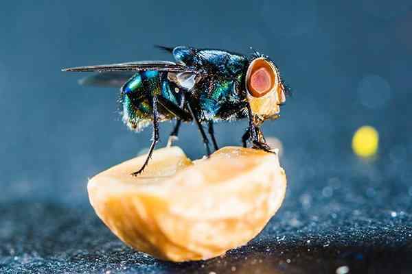 a blow fly eating food