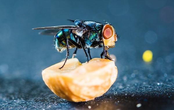 a fly on a peanut