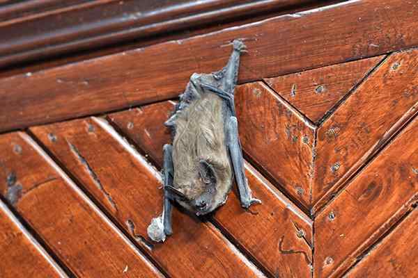 a bat hanging on a wall inside a home