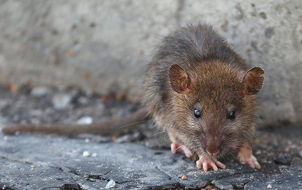 https://cdn.branchcms.com/pDVW8x1WJ8-1412/images/blog/brown-rat-near-home-foundation.jpg