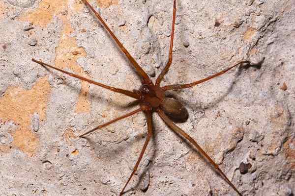 brown recluse spider crawling in a basement