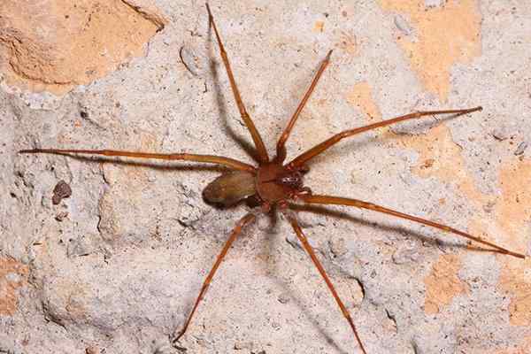 brown recluse spider on a foundation wall