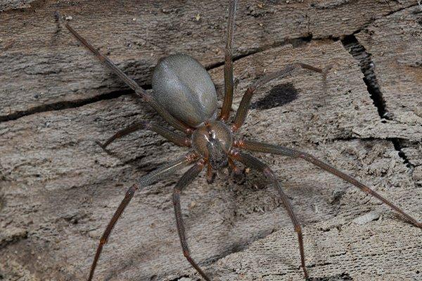 Texas Has Two Spiders That Can Straight Up Kill You