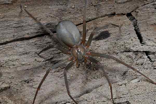 brown recluse spider on wood