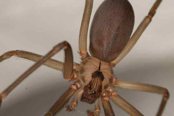 Black Widow vs. Brown Recluse