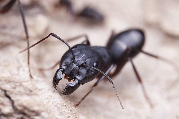 a carpenter ant crawling on a nest