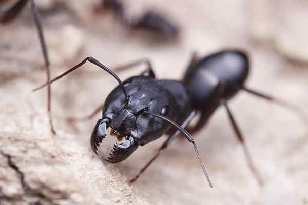 carpenter ant crawling in nest
