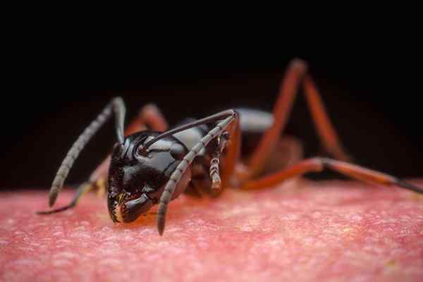 carpenter ant crawling in a home