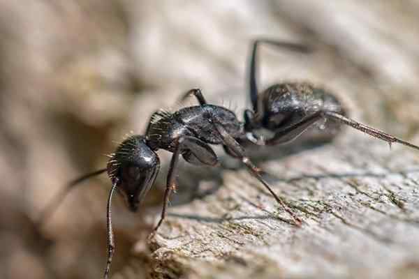 a carpenter ant crawling on wood