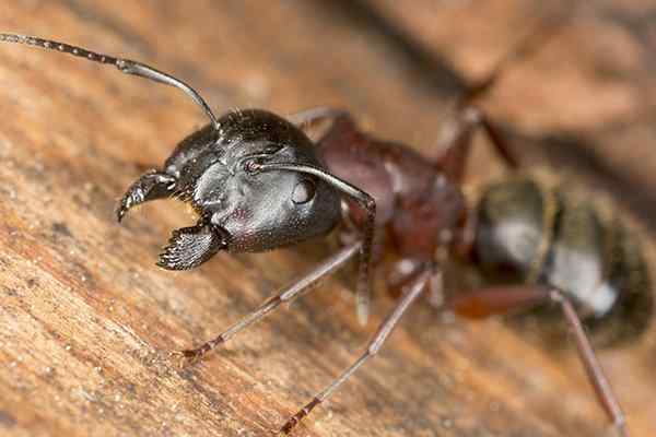 a carpenter ant walking on wood