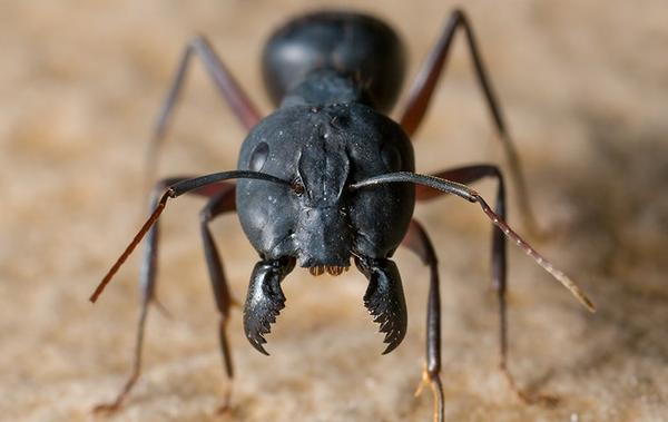 carpenter ant face up close