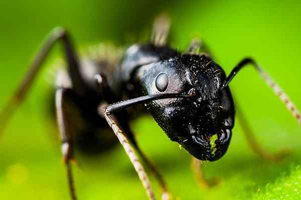 a carpenter ant crawling in a garden