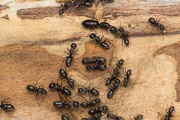 Carpenter Ants Damaging Wood In A Home 