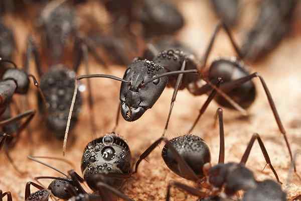 carpenter ants crawling in a colony