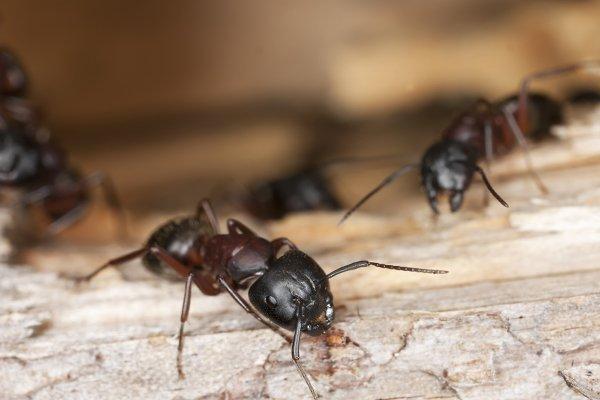 carpenter ants infesting wooden structure in a home