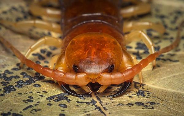 centipede on a tiled floor