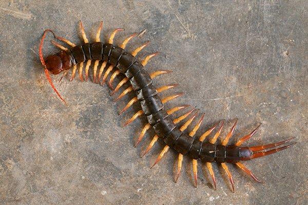 a centipede on a basement