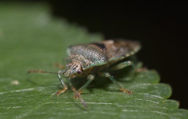 a chinch bug on a leaf