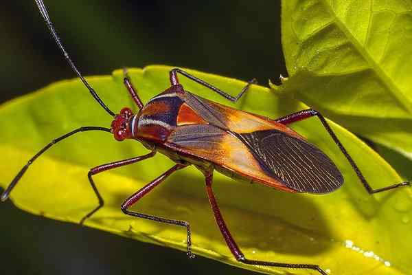 a chinch bug crawling on a leaf
