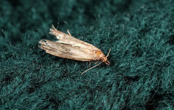a clothes moths on fabric