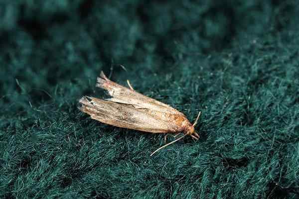 Clothes Moth On Sweater.v6 