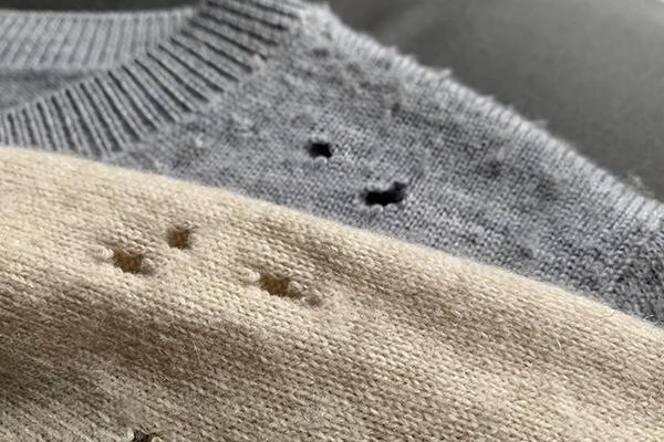clothes moths damage to clothing
