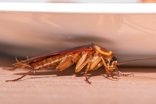 cockroach near plate