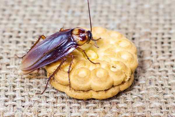 a cockroach crawling on a cookie on a table