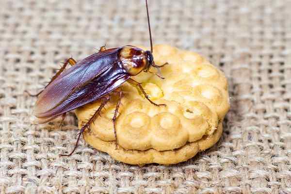 Cockroach Dishes