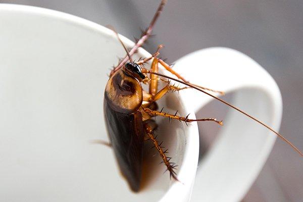 cockroach on coffee mug in kitchen