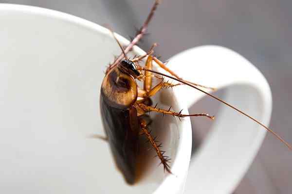 a cockroach crawling in a coffee cup