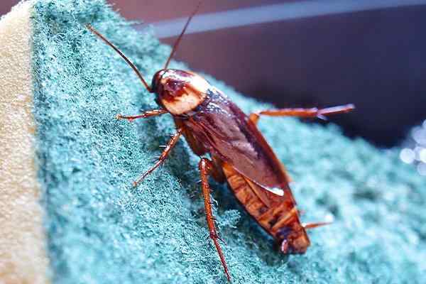 cockroach on kitchen sponge