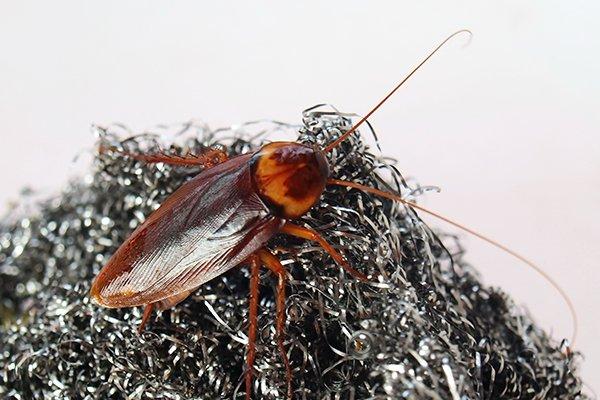 cockroach on steel wool
