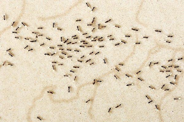 many crazy ants on a kitchen floor