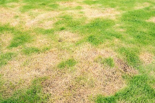 Blog - Lawn Lovers' Guide To Sod Webworms: Spotting And Controlling Sod ...