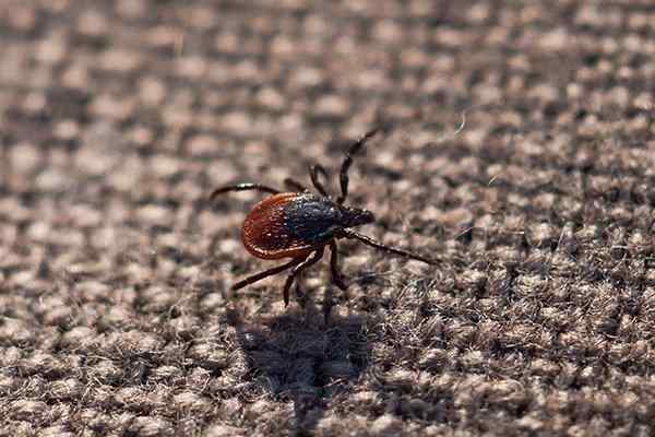 a deer tick on a sweater