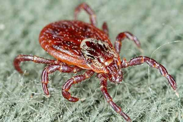 do ticks crawl on dogs