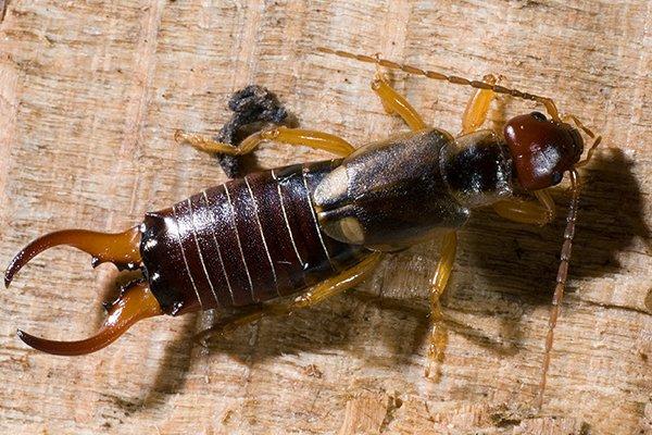 earwig crawling on wooden table