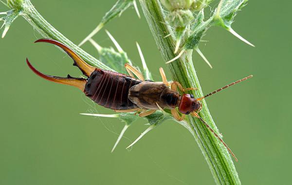 Blog - Four Simple And Effective Pantry Moth Prevention Tips For Houston  Homes