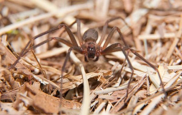 brown recluse spider on ground