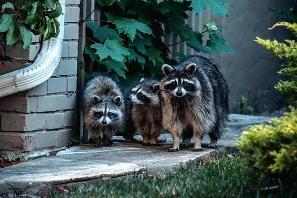 a family of raccoons walking outside next to a home